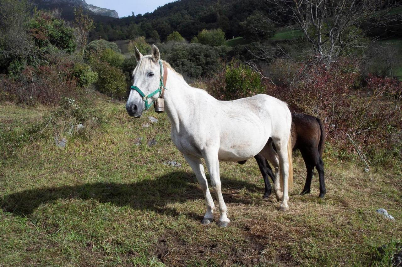 Apartamentos Los Picos De Europa Colio Kültér fotó