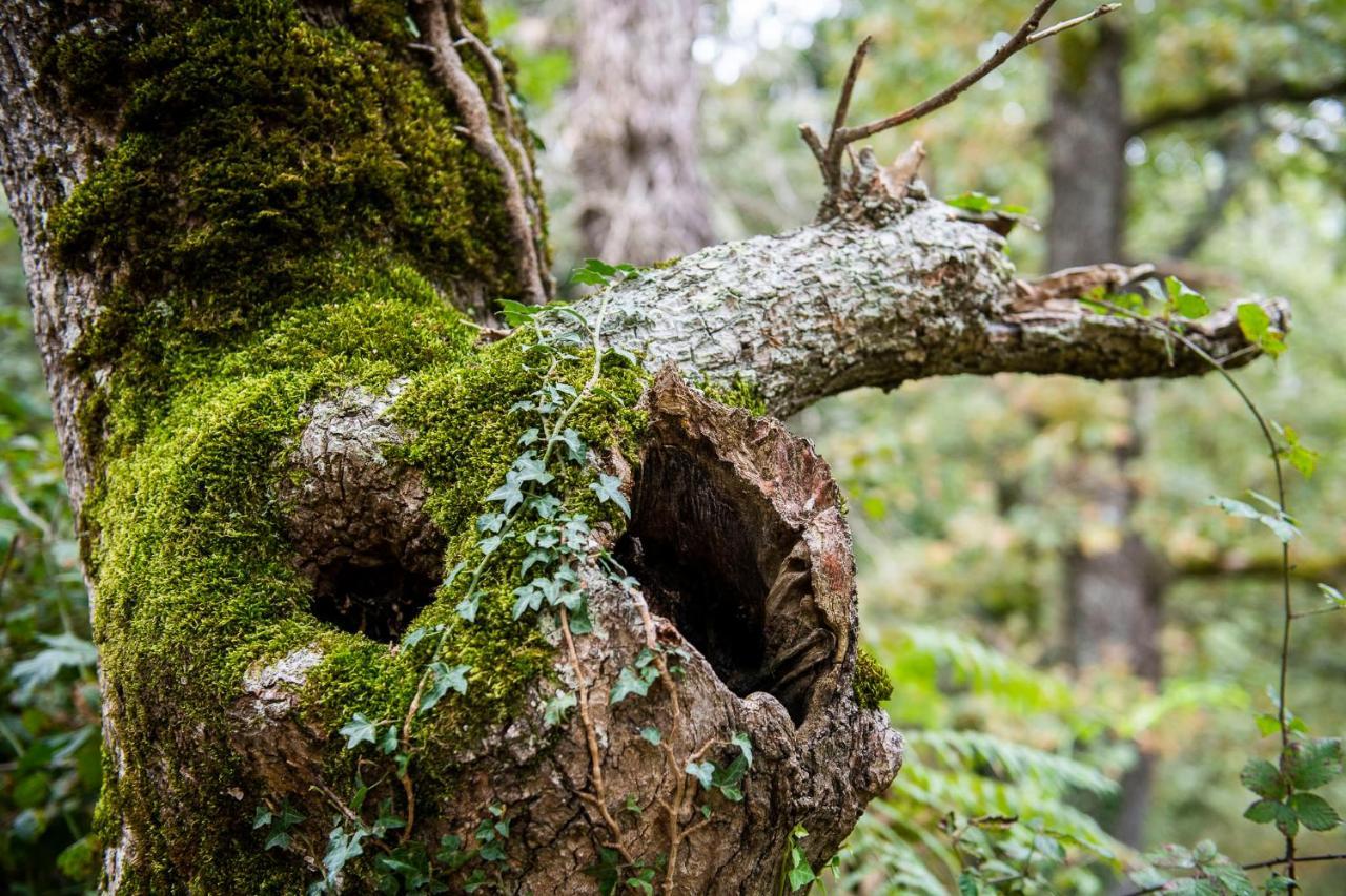 Apartamentos Los Picos De Europa Colio Kültér fotó