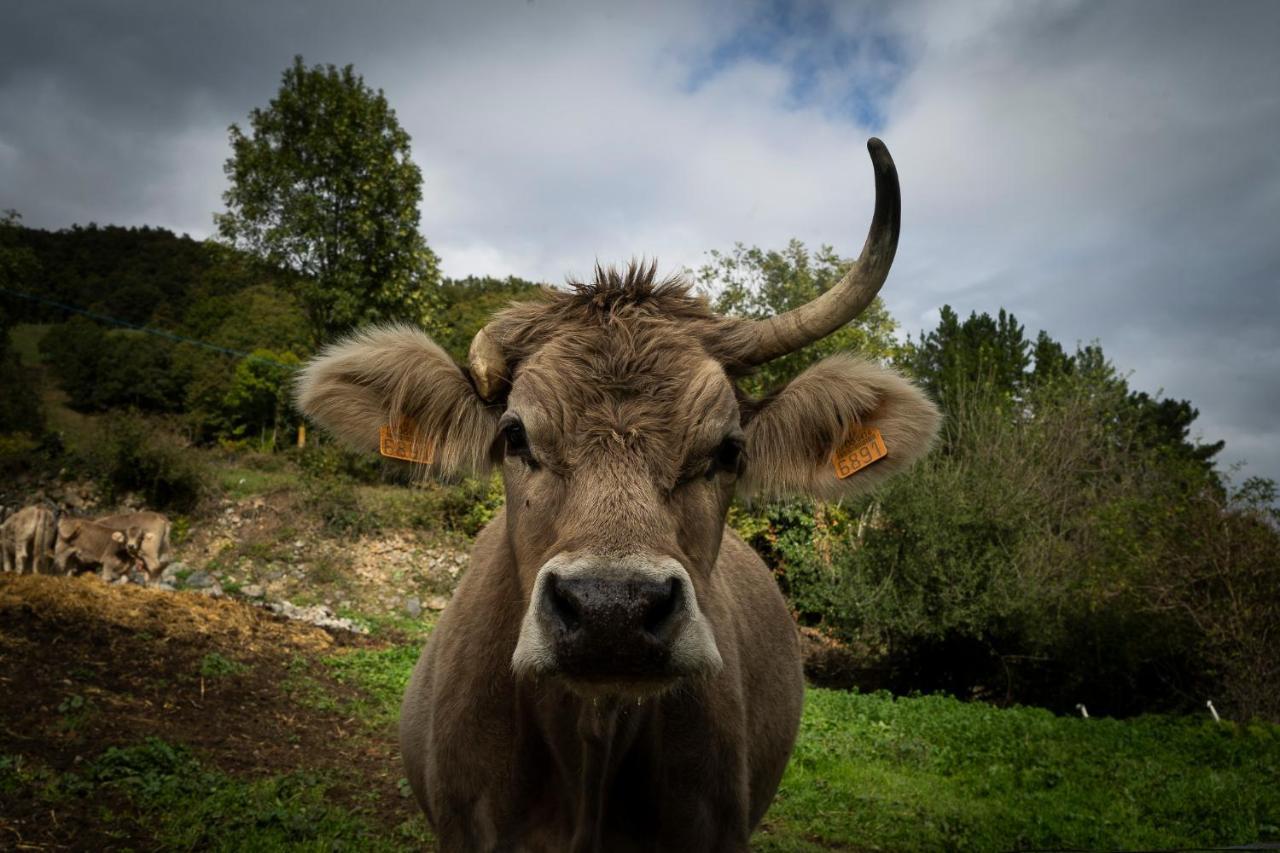 Apartamentos Los Picos De Europa Colio Kültér fotó
